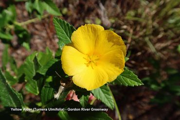 Flora of Southwest Florida Photos - Yellow Alder, Gordon River Greenway, Naples, Florida