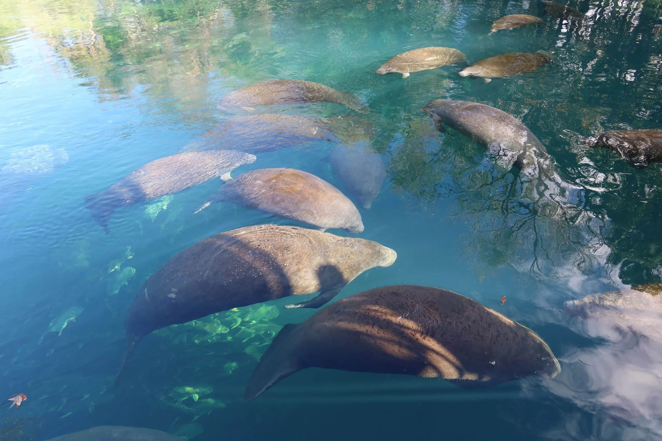 Photo - Manatees, Homosassa River, Homosassa Springs, Florida