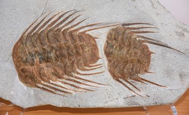 Trilobites - Morocco