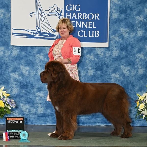 Stella - Best of Opposite- got her championship. 