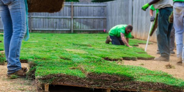 Workers installing fresh sod in a backyard.