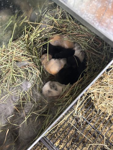 Baby Blue & G. Bear have a gorgeous litter to announce! Their kits were born on the 7th so will be r