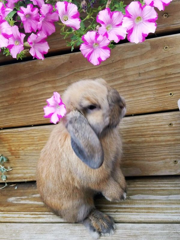 A fluffy brown bunny with a pink flower behind its ear sitting on wooden steps.