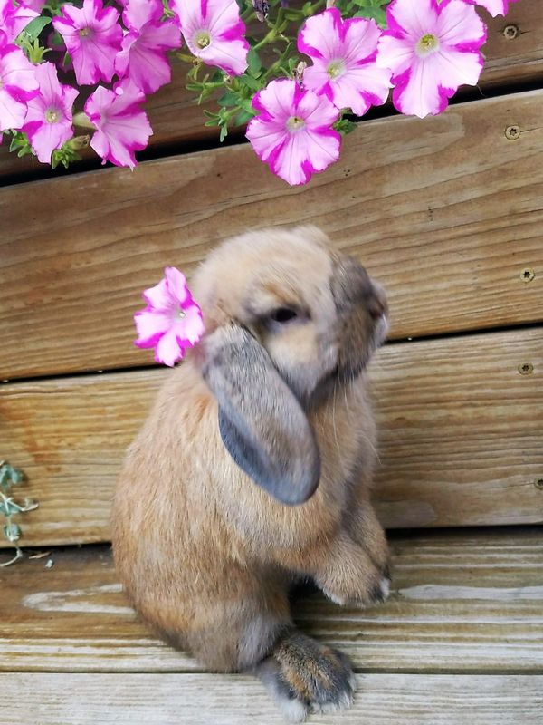A fluffy brown bunny with a pink flower behind its ear sitting on wooden steps.