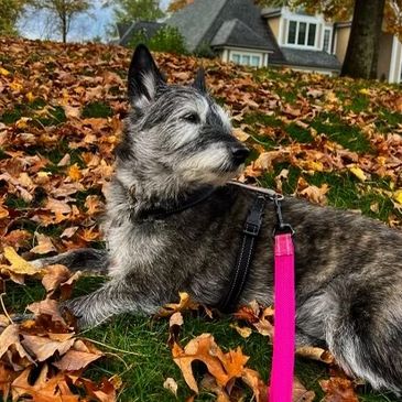 a relaxed dog enjoying the fall weather