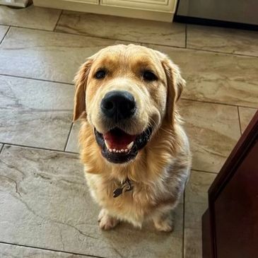 a happy dog waiting for a treat