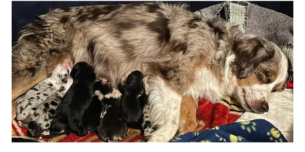 Mother dog nursing a litter of newborn puppies, resting peacefully.