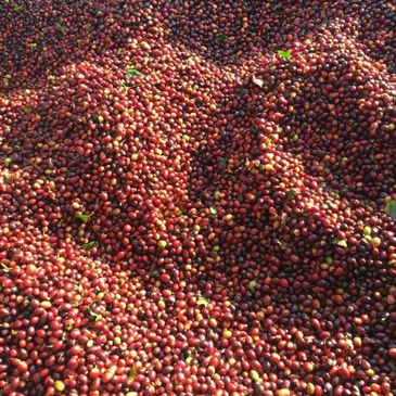 A large pile of ripe coffee cherries with some leaves scattered.