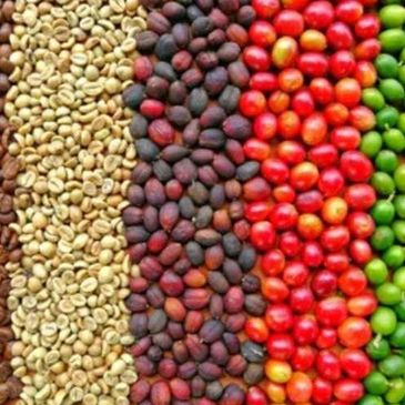 Rows of coffee cherries and beans in various ripeness stages and colors.
