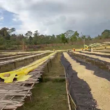 Rows of drying coffee beans spread out on raised beds in a rural area.