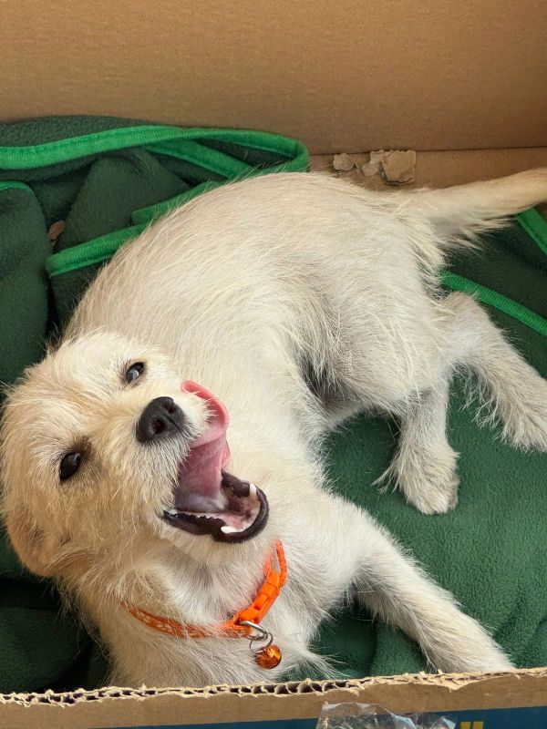 Happy white dog lying in a cardboard box.