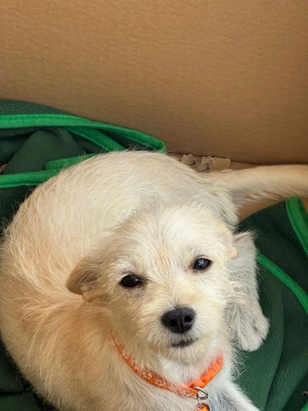 Small light-colored dog with an orange collar lying on a green blanket.
