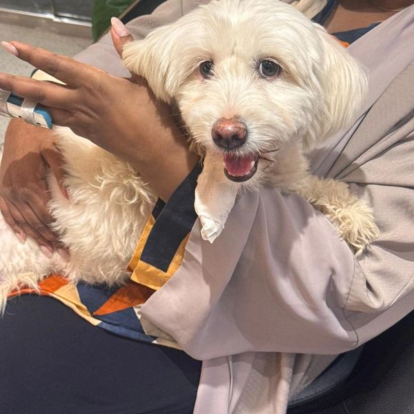 Happy small white dog being held.