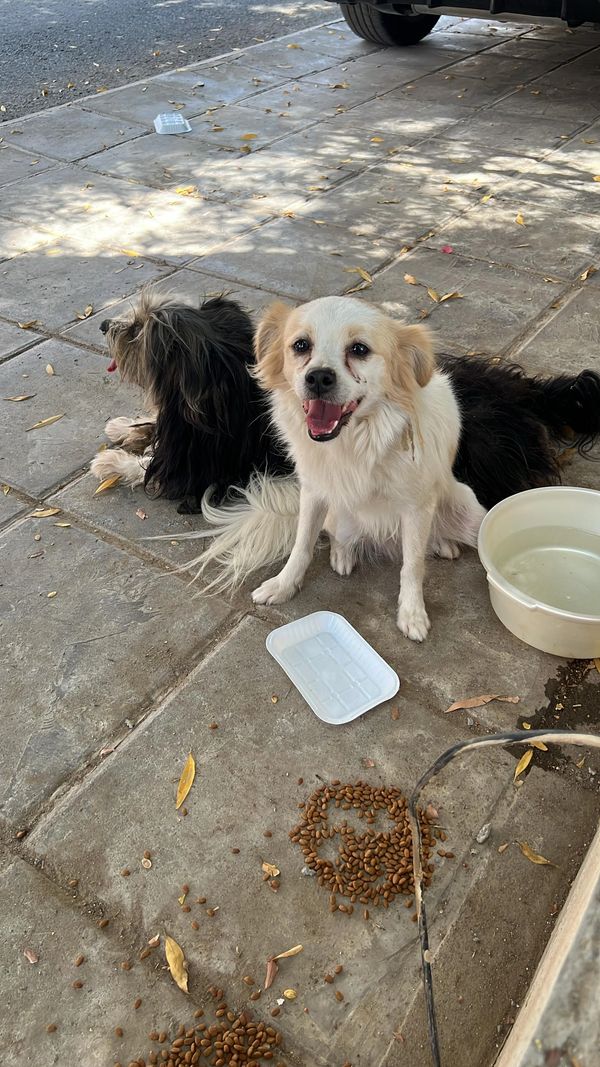 Two dogs resting on a paved ground with food and water nearby.
