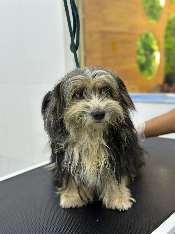 Small scruffy dog with long fur looking at camera.
