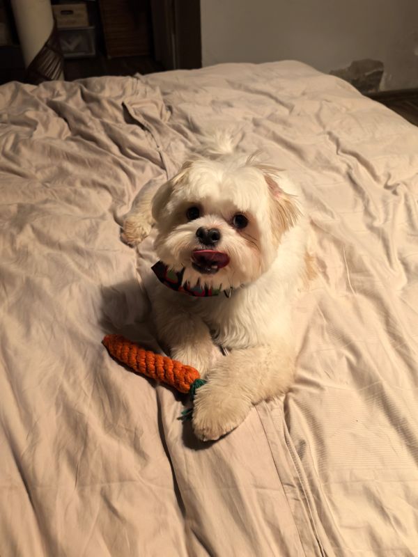 Small fluffy dog lying on a bed with a carrot toy.
