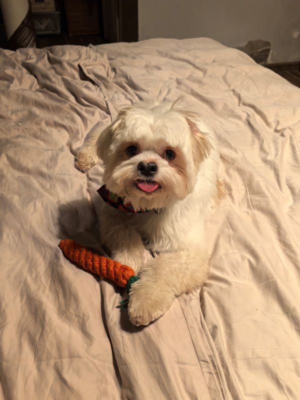 Small white dog lying on bed with a carrot-shaped toy.