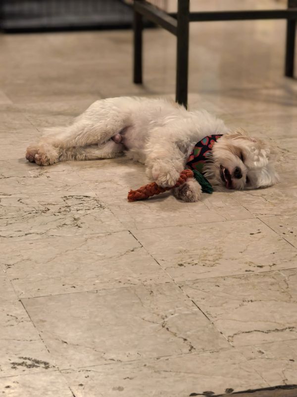 A small fluffy dog wearing a scarf sleeps on a marble floor, holding a toy.