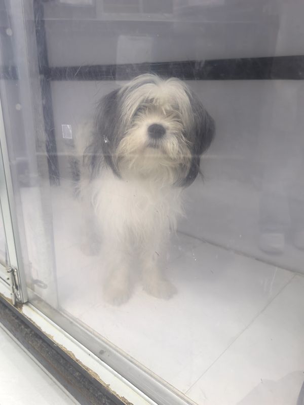 A fluffy black and white dog behind a foggy glass door.