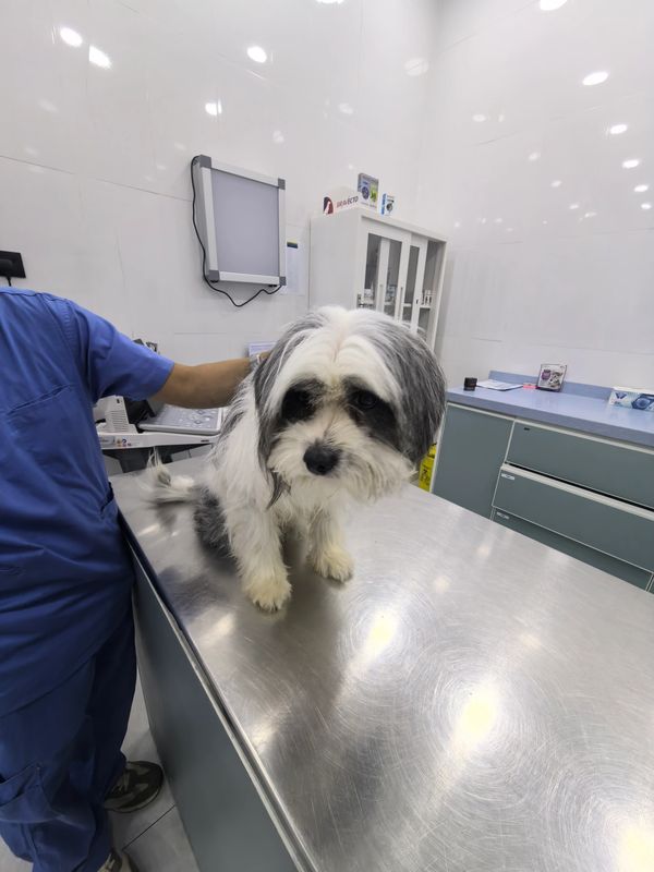 Small black and white dog on a vet's examination table.