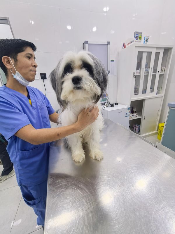 Veterinarian examining a small fluffy dog on a stainless steel table.