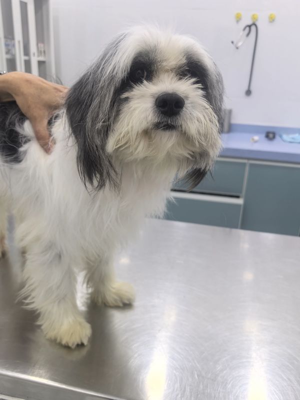 Small white and black dog on a vet's examination table.