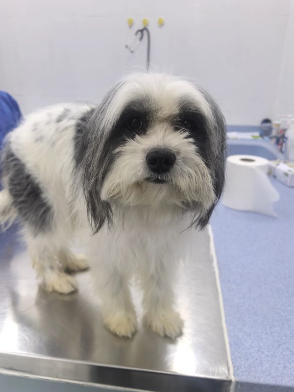 Small fluffy black and white dog standing on a metallic surface.