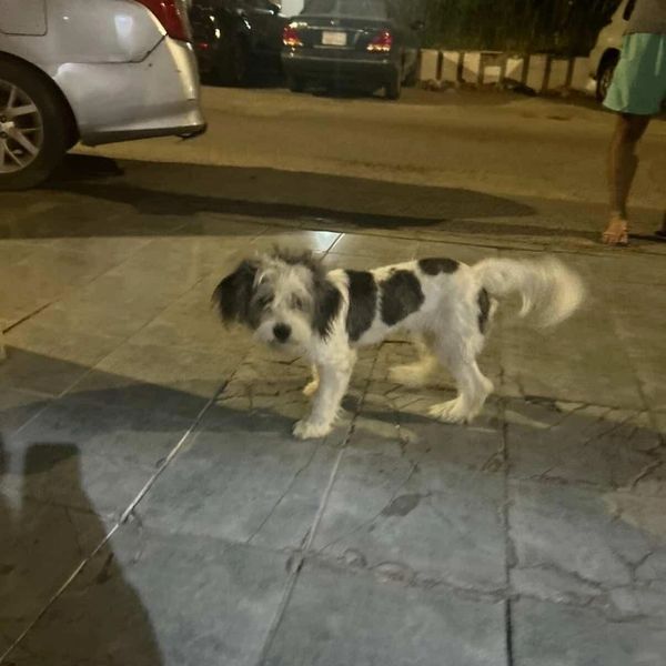 Small black and white dog standing on a tiled pavement at night.