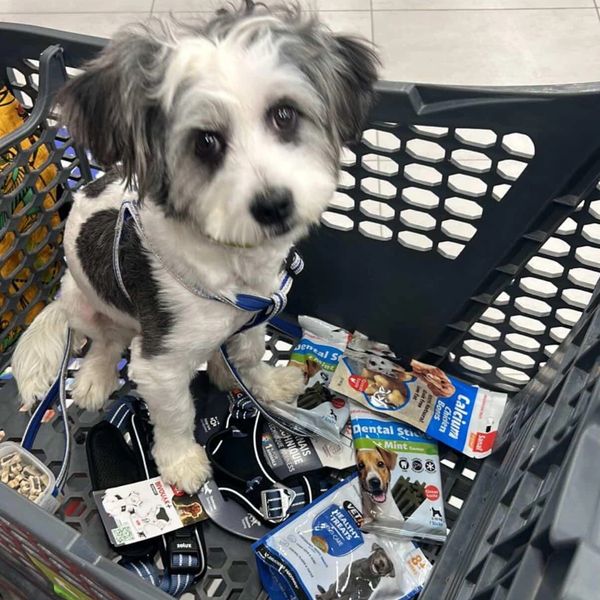 A small dog sitting in a shopping cart filled with pet supplies.