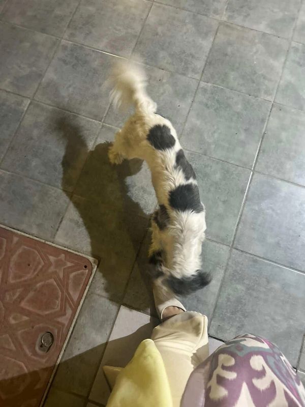 Small white and black dog with heart-shaped spots sniffing a person's foot on tiled floor.