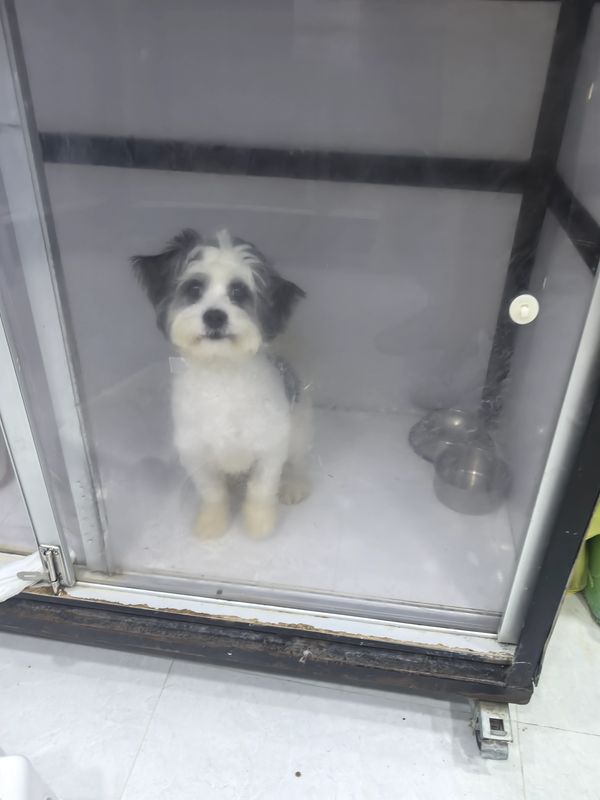 Small black and white dog sitting behind a glass door in a cage.