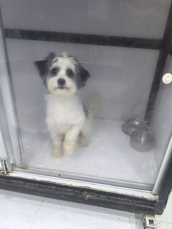 Small black and white dog sitting inside a glass enclosure.
