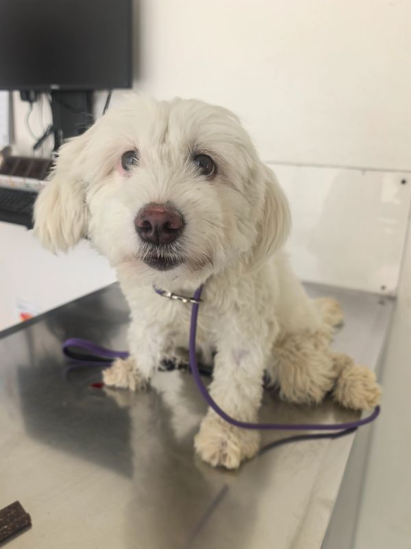 Small white fluffy dog sitting on a metal table.