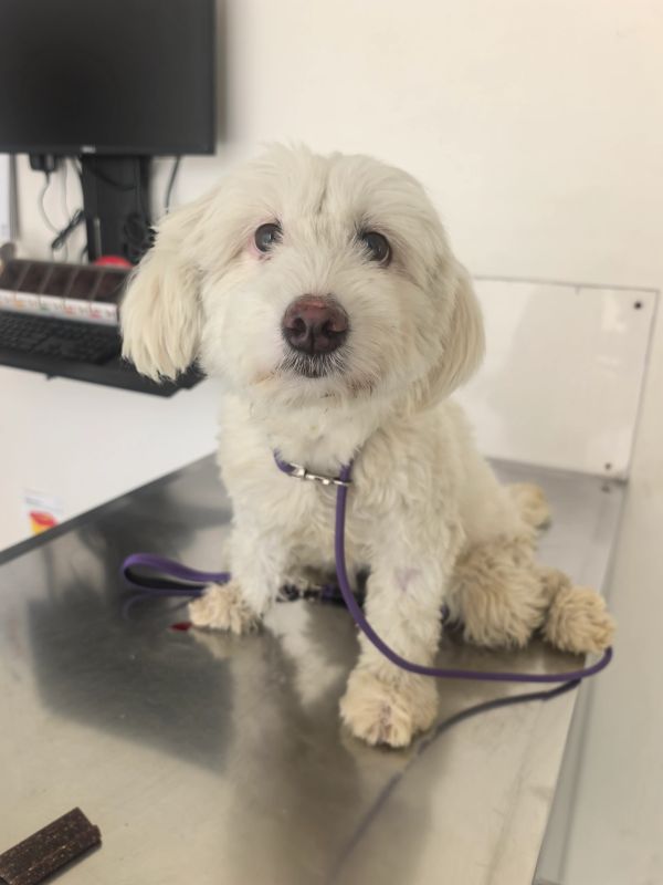 Small fluffy white dog sitting on a metal table.