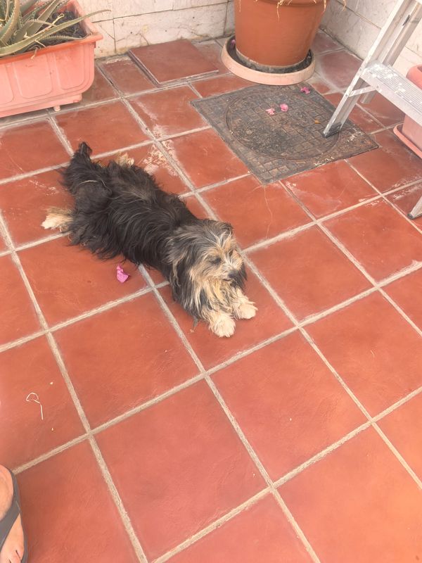 Small black and tan dog lying on red tile floor.