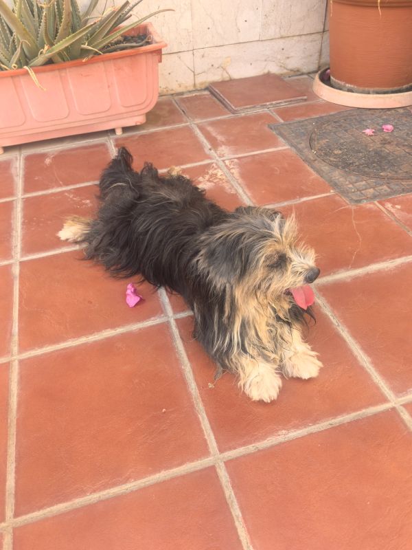 Small dog lying on tiled floor with tongue out.