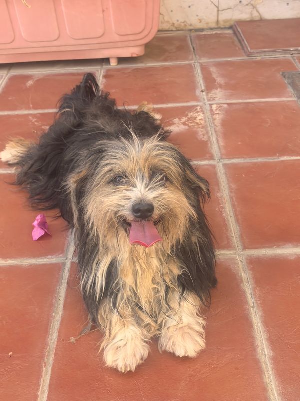 Happy dog lying on tiled floor with tongue out.