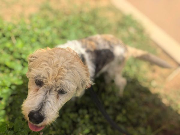 Curly-haired dog on leash exploring green grass outside.