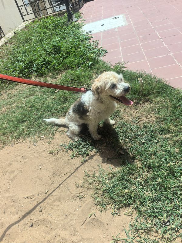 A small dog with a red leash sitting on grass and dirt near a tiled area.