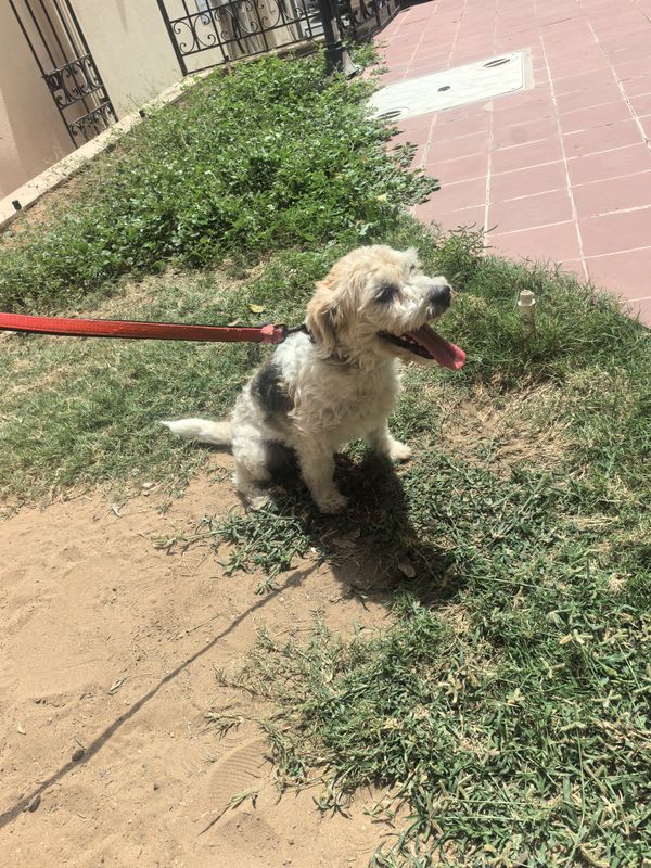 A small dog sitting on grass with a red leash on a sunny day.