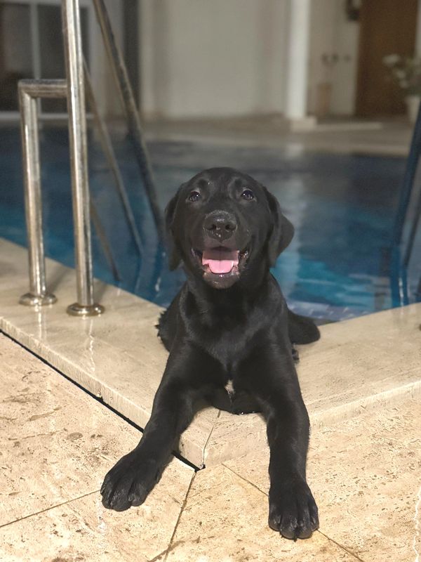 Happy black Labrador puppy lying by the poolside.