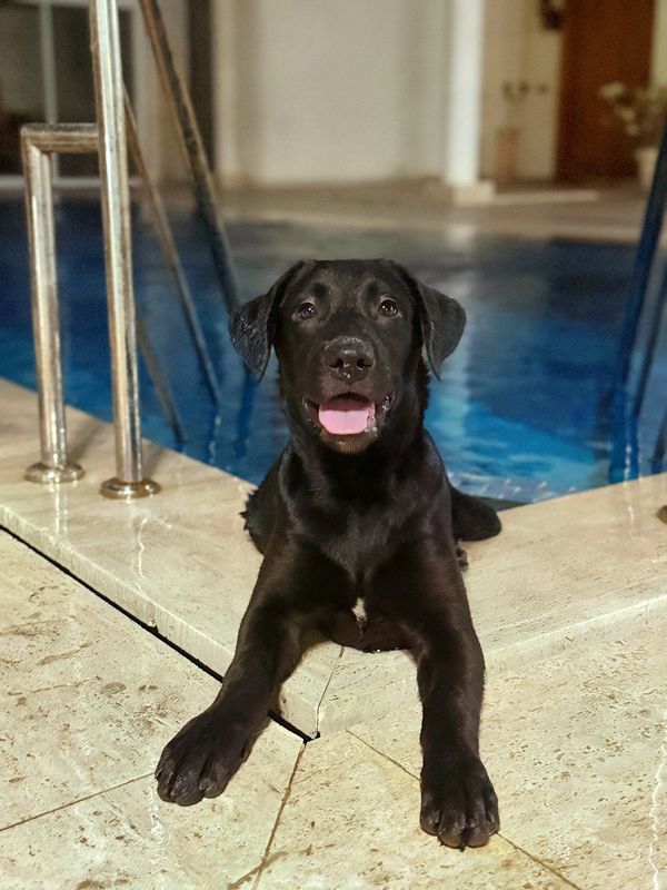 Black Labrador puppy resting by a pool with tongue out.