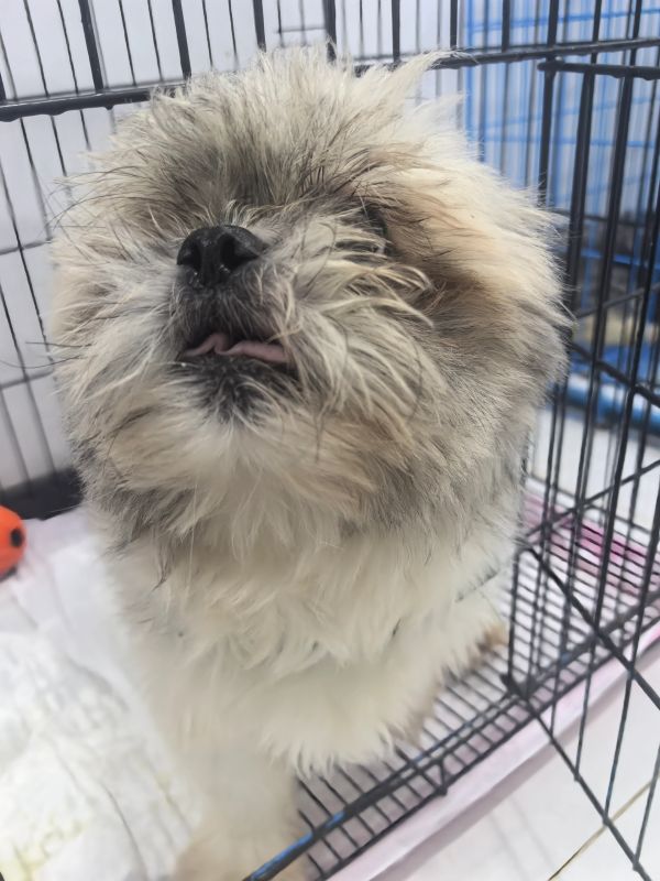 Fluffy dog with tongue slightly out in a cage.