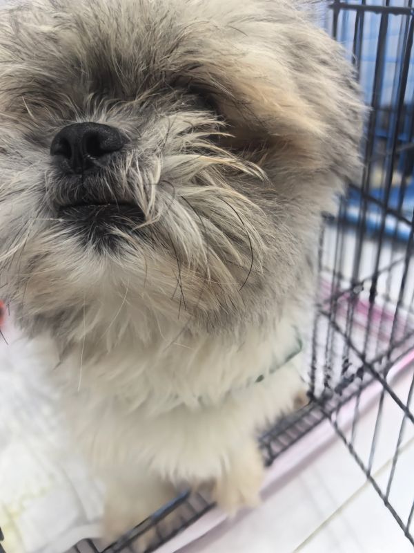 Close-up of a fluffy dog inside a metal crate.