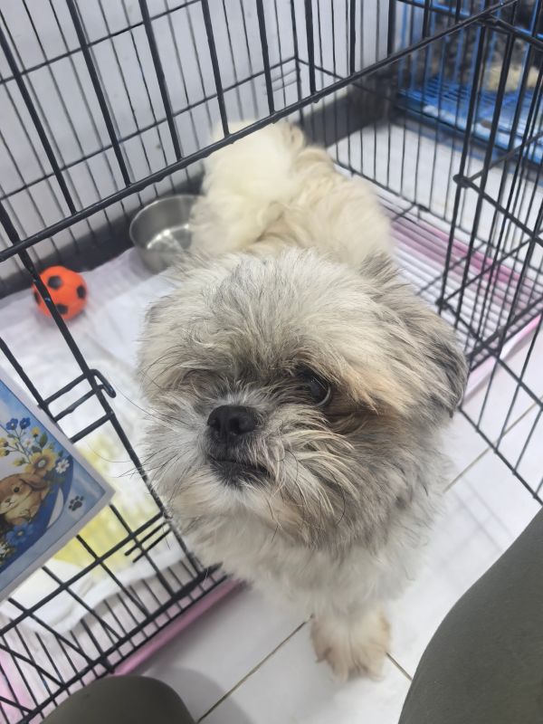 Fluffy small dog inside a metal crate.