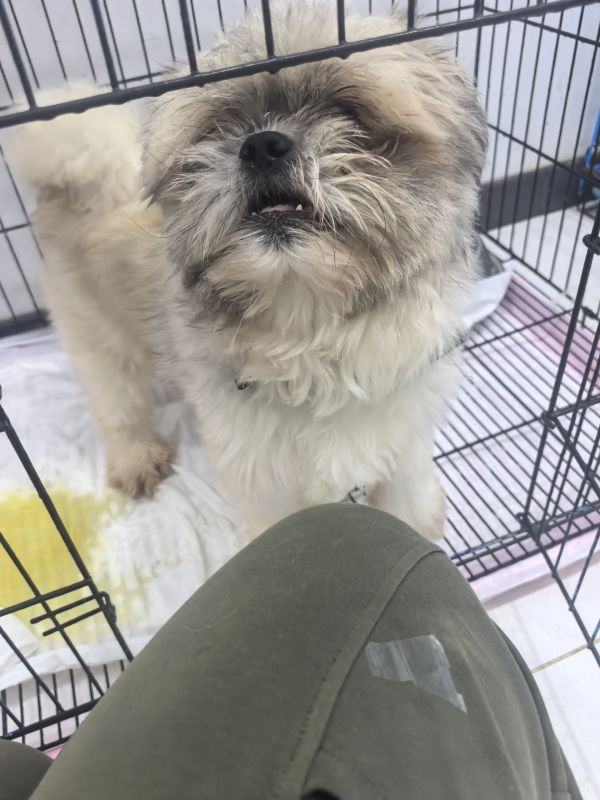 Fluffy dog inside a metal crate with a playful expression.