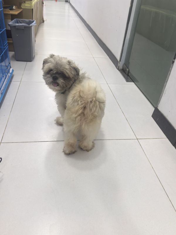 Fluffy dog looking back on a tiled floor.