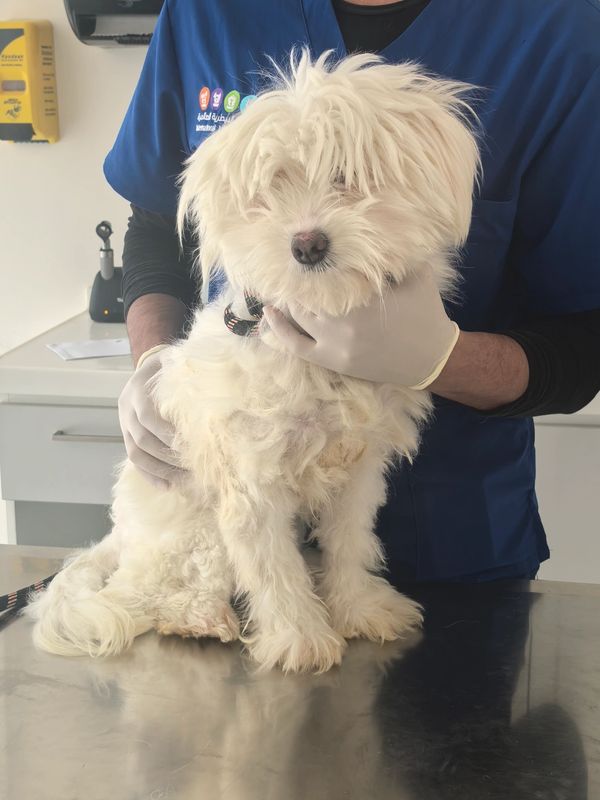Fluffy white dog being held by a person in blue scrubs.