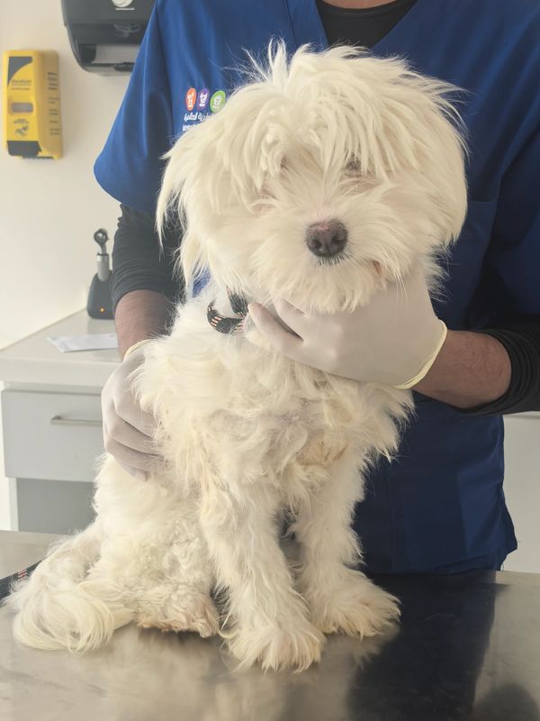 Fluffy white dog at the vet.