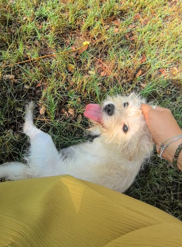 Small white dog lying on grass with tongue out.